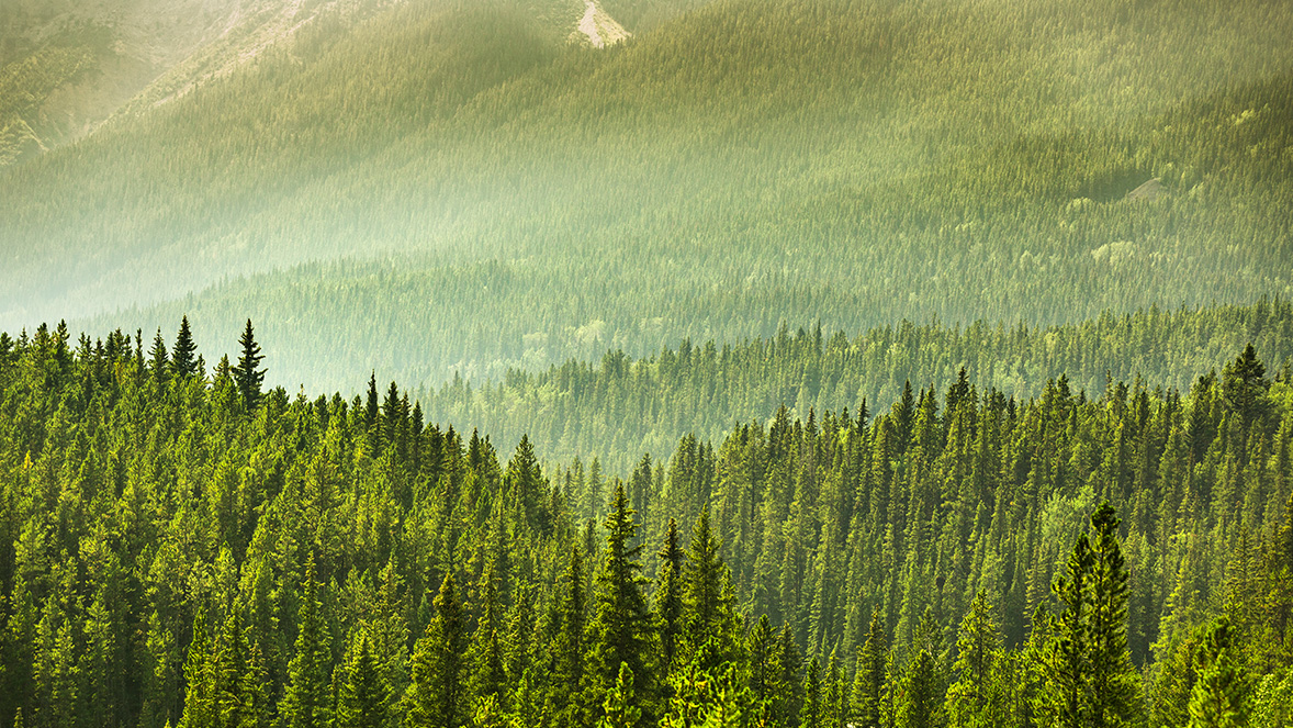 imagen de bosque verde